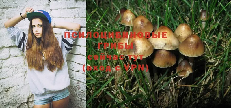 Псилоцибиновые грибы Psilocybe  где найти наркотики  Невинномысск 